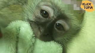 Baby Animals 🔴 Funny and Cute Baby Animals Videos Compilation 2018 Animales Bebes Videos