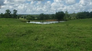 Use Your Cows to Prepare For Drought