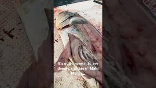 Mahi Mahi Have Parasites In Their Stomachs (And That's Okay)