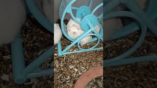 Lovely pets Hamster babes .. ..#shortvideo #animals (5)