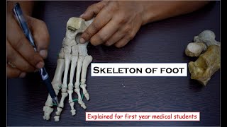 Anatomy of skeleton of foot or Articulated foot - Explained for first year medical students