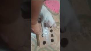 brinquedos de gatos