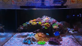 TERNYATA INI RAHASIA BEBAS ALGAE‼️PERAWATAN MINGGUAN/BULANAN AQUARIUM LAUT PART 2