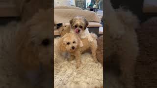 Waiting for the Ball Throw - Shih Tzu vs. Toy Poodle