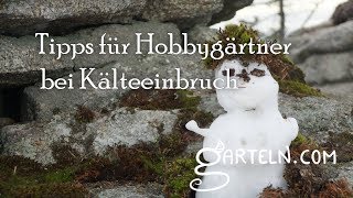 Kälteeinbruch, Eisheilige & Co: Tipps für Gemüse und Blumen bei Frost