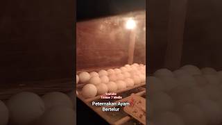 PANEN TELUR AYAM PETERNAKAN