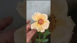 GOLDEN ROSE#gardening