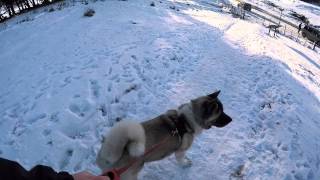 Akita in the snow GoPro hero 4 silver