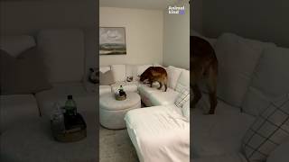 Thoughtful dog wakes up sibling who is deaf when owners get home | Humankind #shorts #goodnews