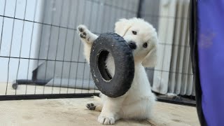 golden retriever puppies (The Sweets Litter)