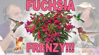 It's the Fuchsia Frenzy!!! Everything You Want To Know!!!