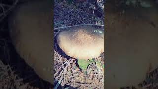 Mushroom season is upon us. Check out this giant Mushroom on my walk.