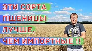 ВЫСОКОУРОЖАЙНЫЕ Сорта для СТЕПИ и ЛЕСОСТЕПИ! Ячмень - Вакула, Пшеница - Гонец и Юнион.