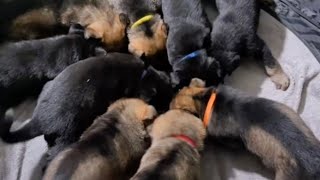 4 Week Old German Shepherd Puppies Eat raw Food for the first time❤️🐶🐺