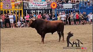 salida del segundo toro cerril del Pilar en Burriana 1 de septiembre 2024