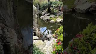 Eastern Water Dragon in Chinese Garden of Friendship Sydney