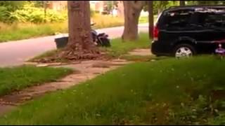 boy tosses puppy on the road