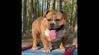 Amador Bullies Bear | American Bully Stud