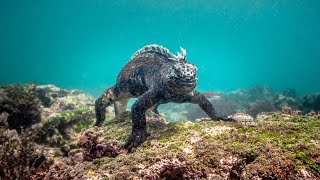 Será O Godzilla? Lagarto de hábitos Aquáticos, Iguana Marinha das ilhas de Galápagos