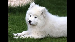 How to Love and Care for Your Samoyed Dog: Tips for a Happy and Healthy Companion