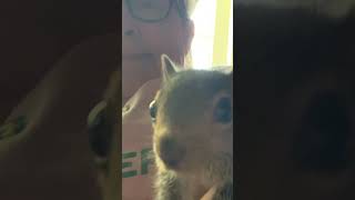 Milty the Rescued Baby Squirrel Climbing