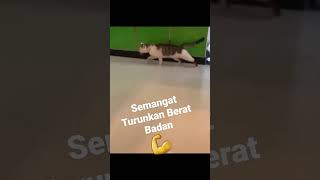 Turunkan Berat Badan | Cat Treadmill 💪 #shorts #short #tiktok #trending #viral #animals #kucinglucu