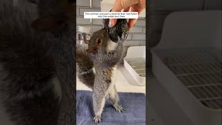 This woman rescued a squirrel that had fallen into the water and adopted it #animalshorts