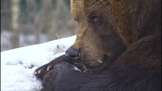 Как Медведь Мансур обнаружил, что поправился 😍🐻👍