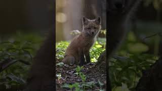 The cutest sleepy fox cub