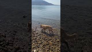 July 24, 2024  , #dog #doggy #beach #evia