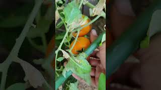 Picking Tomatoes #gardening