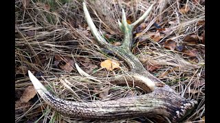 Red deer antler in autumn / zrzut jelenia jesieny 2,960 kg.  2019