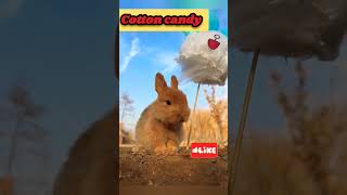 The little rabbit eats cotton candy #shorts #short #viral #ytshorts #rabbit