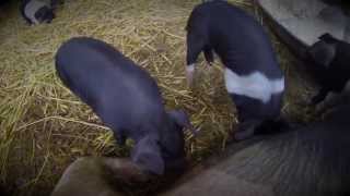 GoPro Hero 3 | Black Edition | Late Spring Piglets