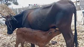 Ternero mamando de su mamá vaca (tierno) !!