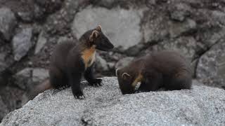 Pinemarten feeding at Kingairloch Scotland 2019