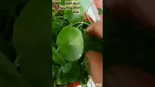 Saved Penny Wrot plant #viral  #viralshort  #viralshorts #short #shorts #gardeningshorts