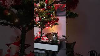 happy first day of December #shorts #youtubeshorts #cat #shortvideo #christmas