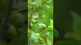 aha tamatar bade majedaar #shorts #ytshorts #parrots #bird #kidssong