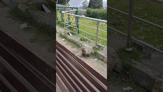 Child monkey at ooty hillside #travel #ootylake #streetfood #ootysightseeing #shortsvideo #shorts