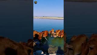 River crossing by cattle