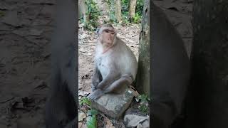 Jinx monkey ep129 #monkeyaction #monkeyliving #animals