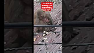 The mother monkey gave birth her baby just now