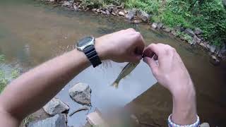 Bass fishing in a tiny creek in North Carolina