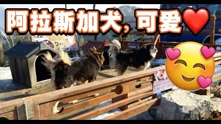 【Korea 韩国】Alaskan Malamute & Samoyed dog | 阿拉斯加和薩摩耶狗 | Big Dog | 好大只