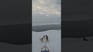 Steep Hill By Dogsled Near Barentsburg