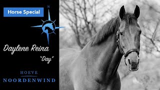 Horse Specials | Daylene Reina