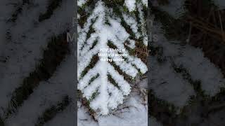 What's Life Like In Montana Woods in Winter