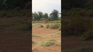 Giraffes 🦒🦒 practice fighting in the wild