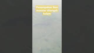 Penampakan ikan monster